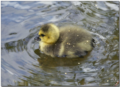 Going for a swim