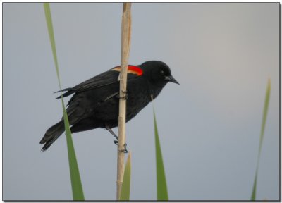 Red-winged Blackbird