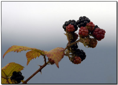 Autumn Blackberry