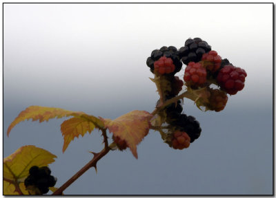 Autumn Blackberry