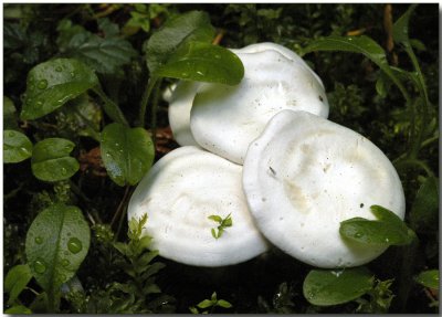 Crowded White Clitocybe