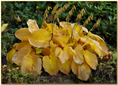 Hosta Gold