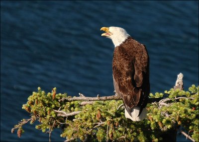 Eagles