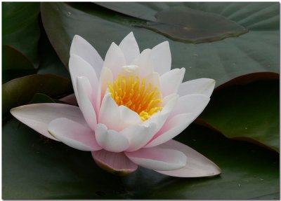 Water Lily