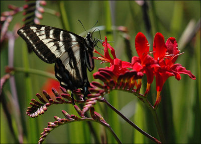 Crocosmia and the Butterfly