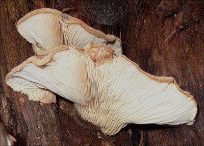 Paxillus atrotomentosus