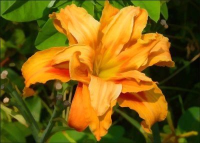 Day Lily Buzz