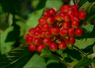 Viburnum opulus subsp. trilobum