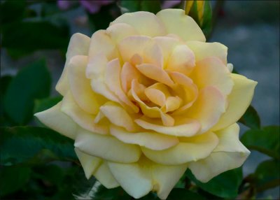 Yellow Rose