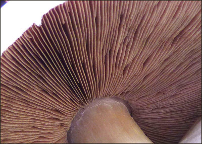 Under the Cap