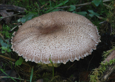 Mature Agaricus augustus