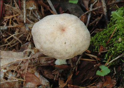 Collybia peronata