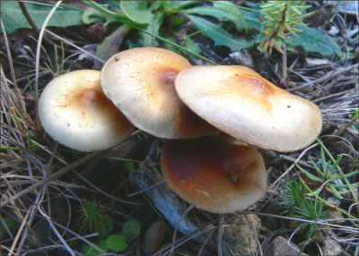 Hebeloma mesophaeum