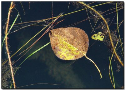 Leaf on the Lake