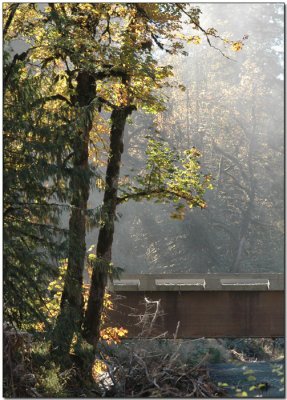 Ancient Maples beside Sutton Creek