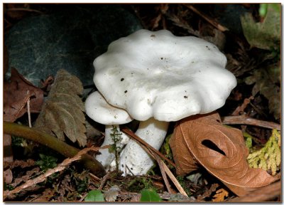 Clitocybe connata