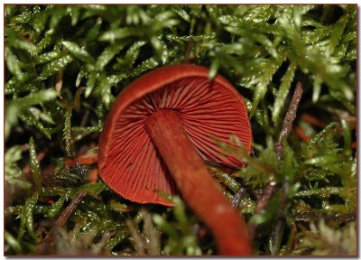 Cortinarius sanguineus