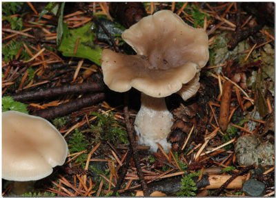 Club-foot Clitocybe
