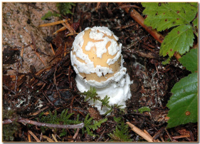 Amanita gemmata button