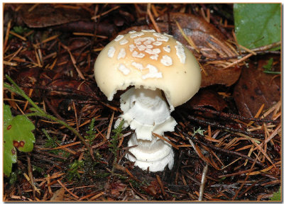 Amanita gemmata - with a bite out of it!