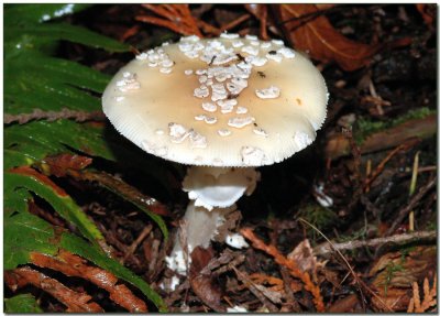 Amanita gemmata