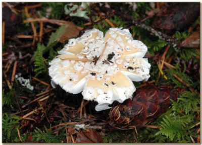 Amanita gemmata - wanting to look like a flower!