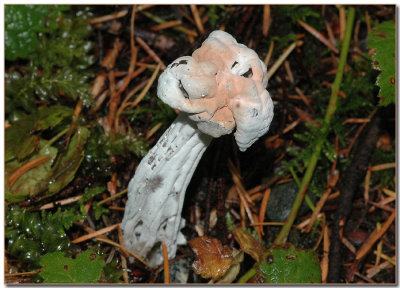 Helvella lacunosa - Hypomyces cervinigenus