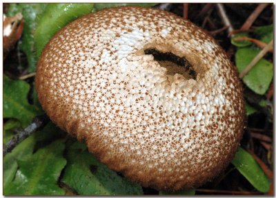 Aging Gem-studded Puffball