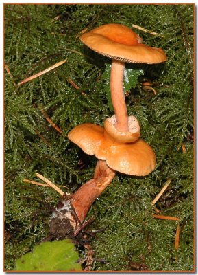 Mushrooms 2010