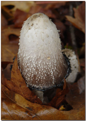 Shaggy Mane