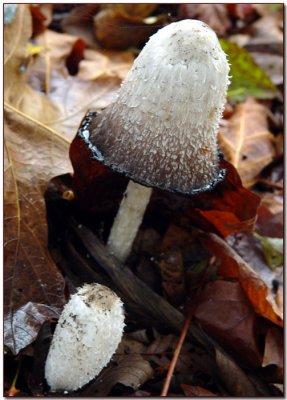 Coprinus comatus