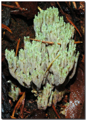 Ramaria apiculata