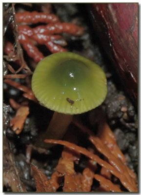 Parrot Mushroom