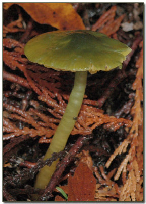 Hygrocybe psittacina