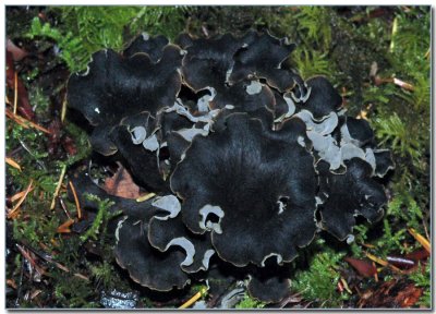 Craterellus cornucopioides