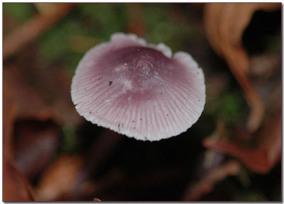 Mycena pura