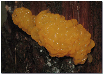 Dacrymyces palmatus