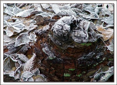Frosty Knot