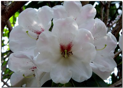 Rhododendrons