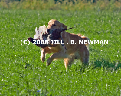 DSC_6415_DB_2.jpg