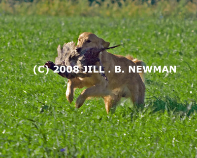 DSC_6415_DB_3.jpg