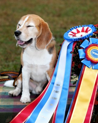 Beagle_Arch.jpg