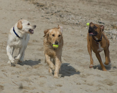 tods_point_beach_march_2009