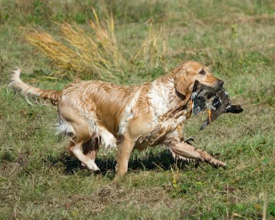 sbgrc_fall_fun_field_trial_2008