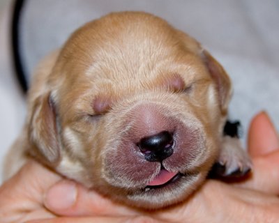 bellas_puppies