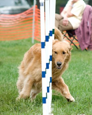 pcotc_agility_trial_may_2009
