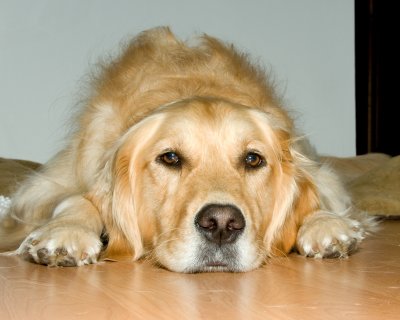 DSC_7202-8020_GLD_DFFUSE_ADJ.jpg