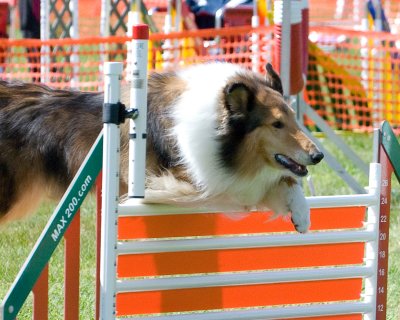 DSC_5655-Skippy_02.jpg