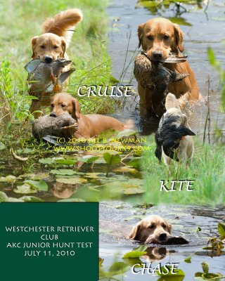 dogs_in_park