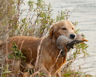 DSC_7061_Wyeth.jpg